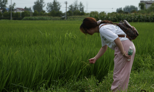 数智兴稻渔 青年绘乡景——西农大学子赴陕西城固开展数字农业考察实习
